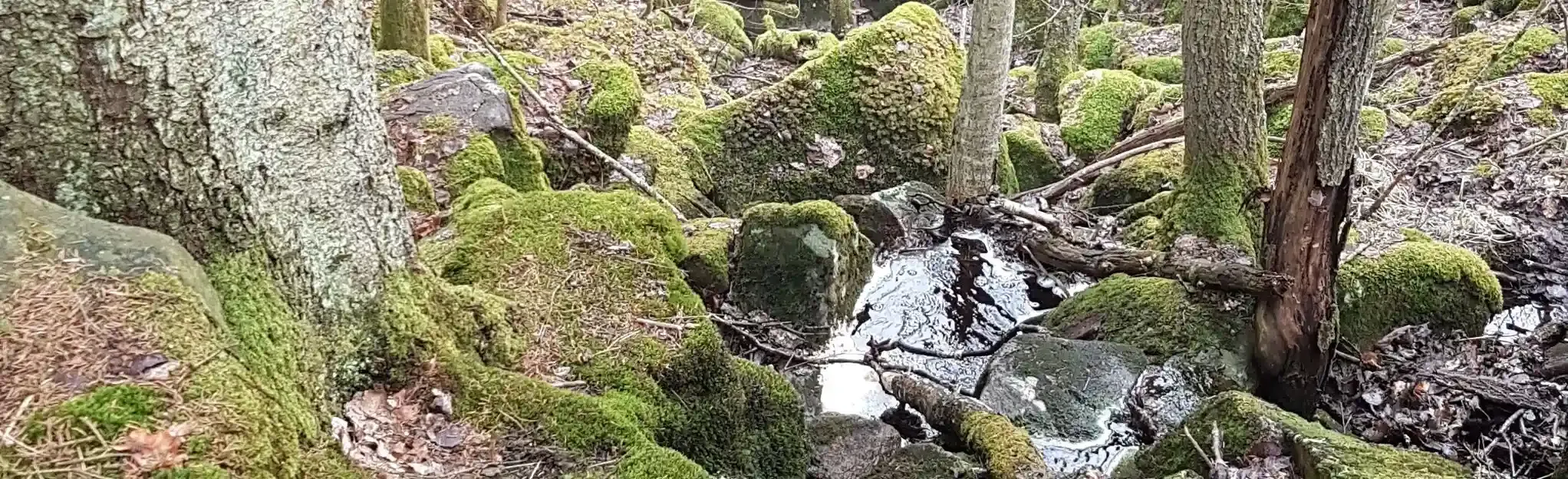 Mosig skogsbäck längs Billingenleden.