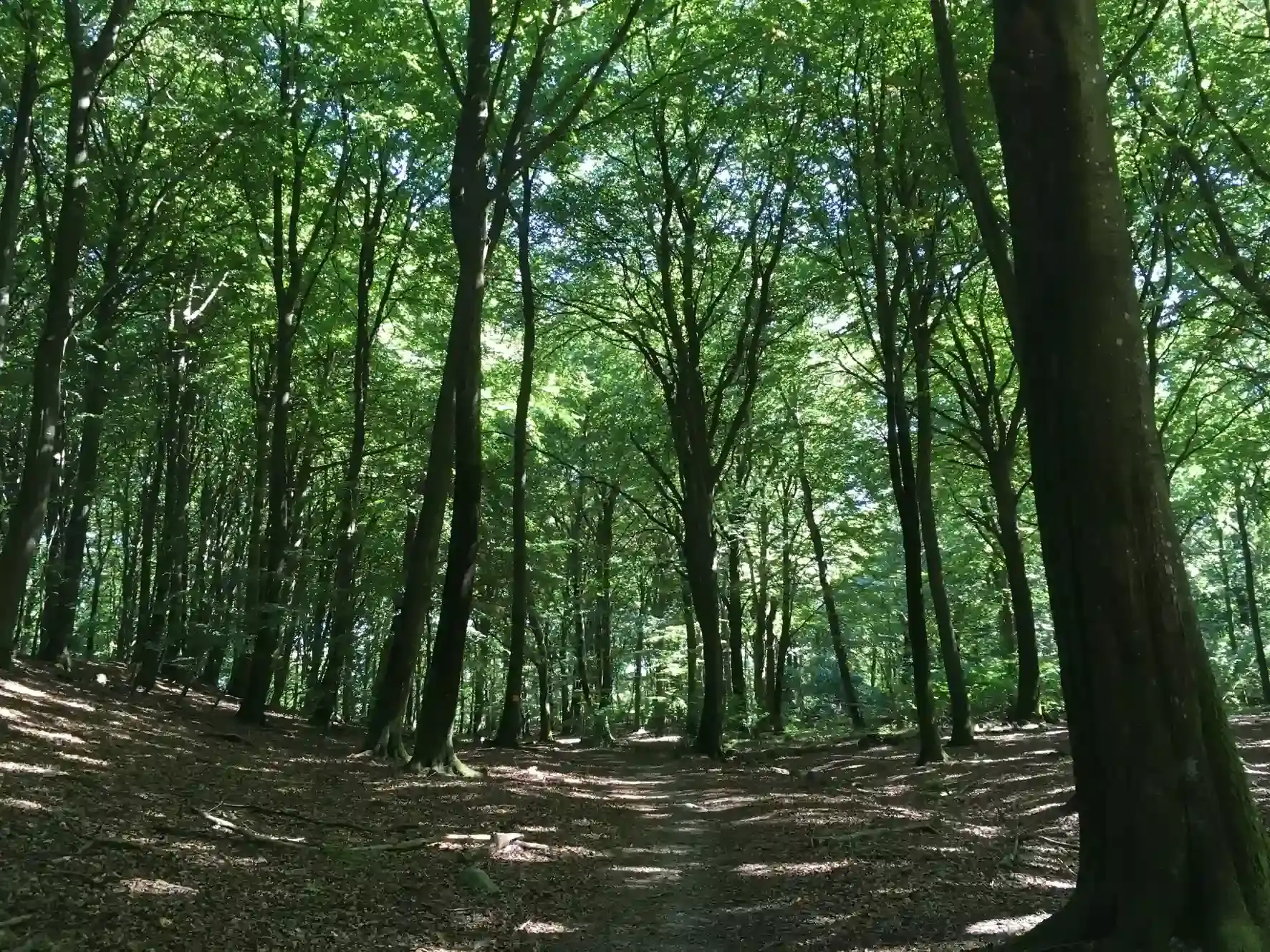 Skrylleskogen: Ljusstrimmor i en skogsstig. Perfekt för terränglöpning.