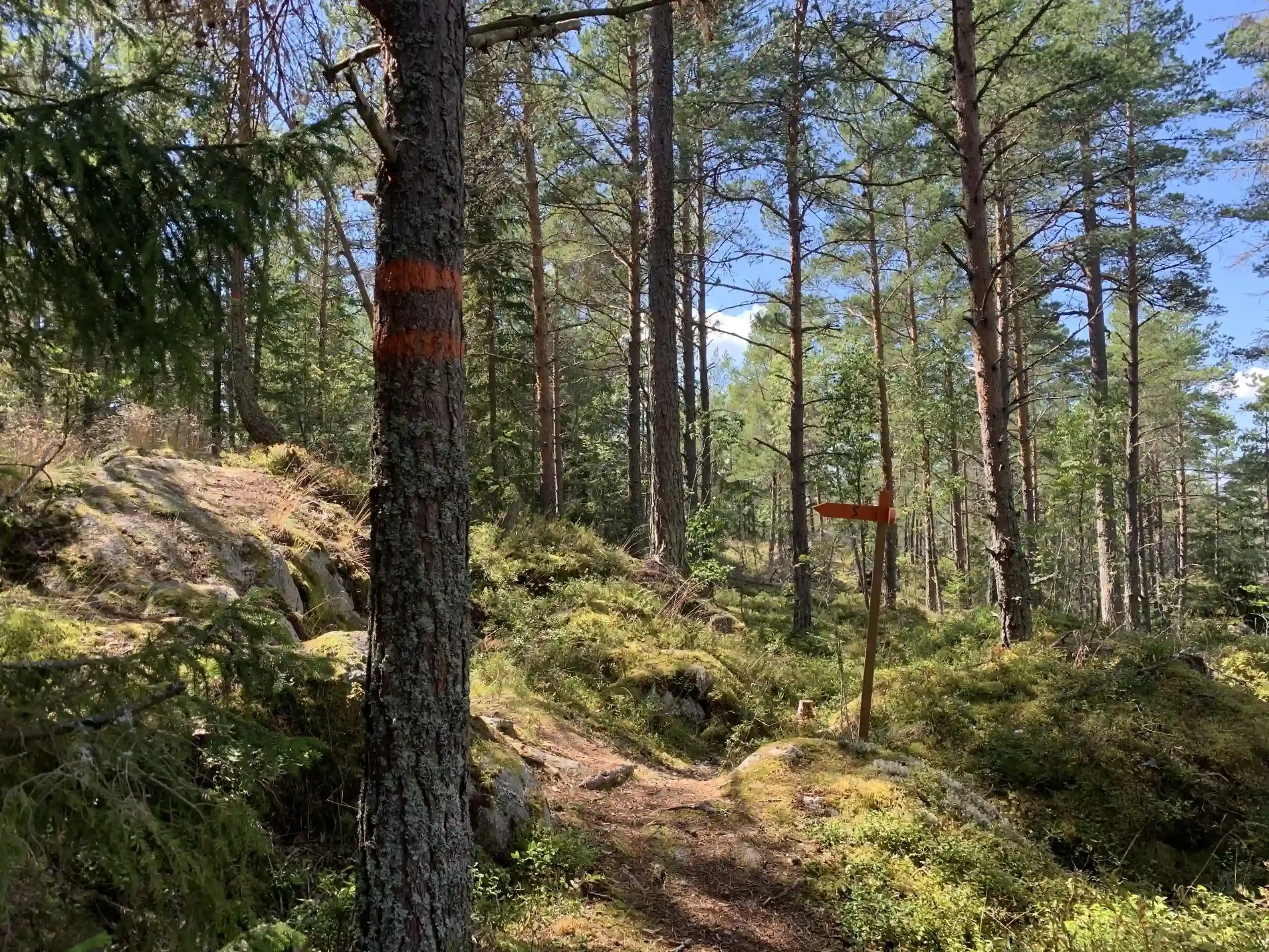 En skogsstig med orange markeringar på ett träd och en skylt som visar riktningen.