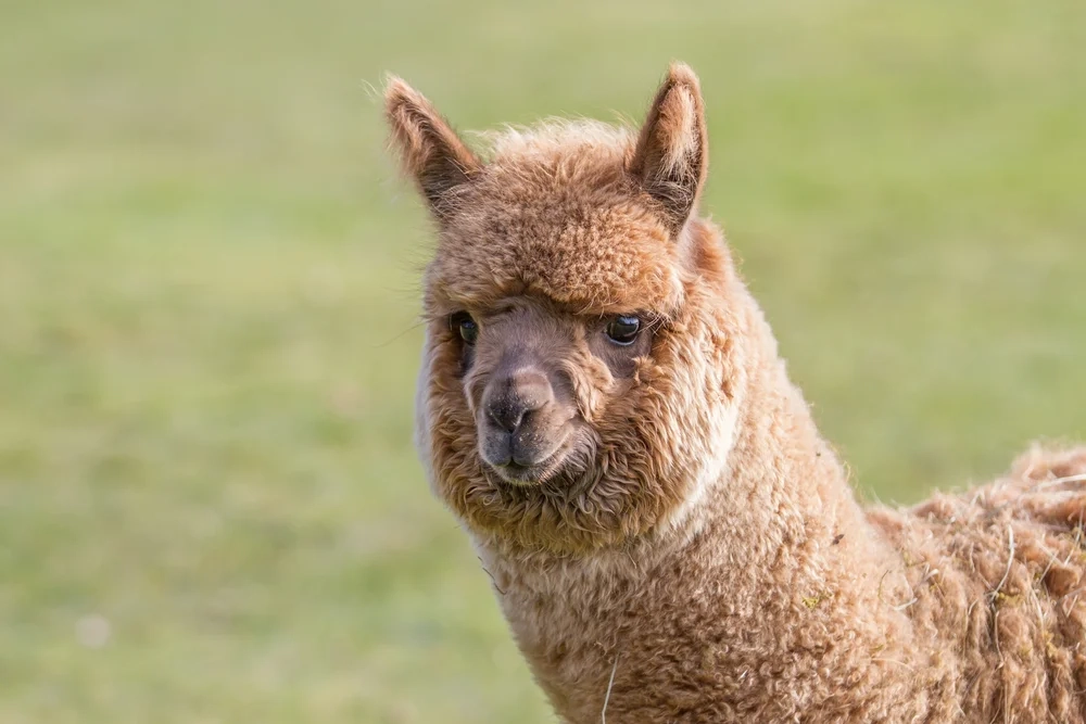 image 1 for: The Alpaca Race 3 varv