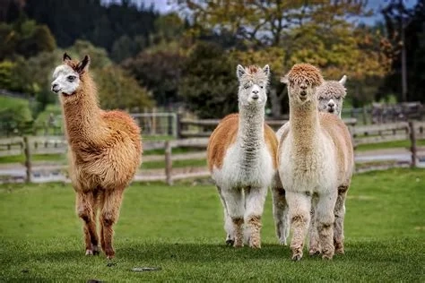 image 3 for: The Alpaca Race 3 varv