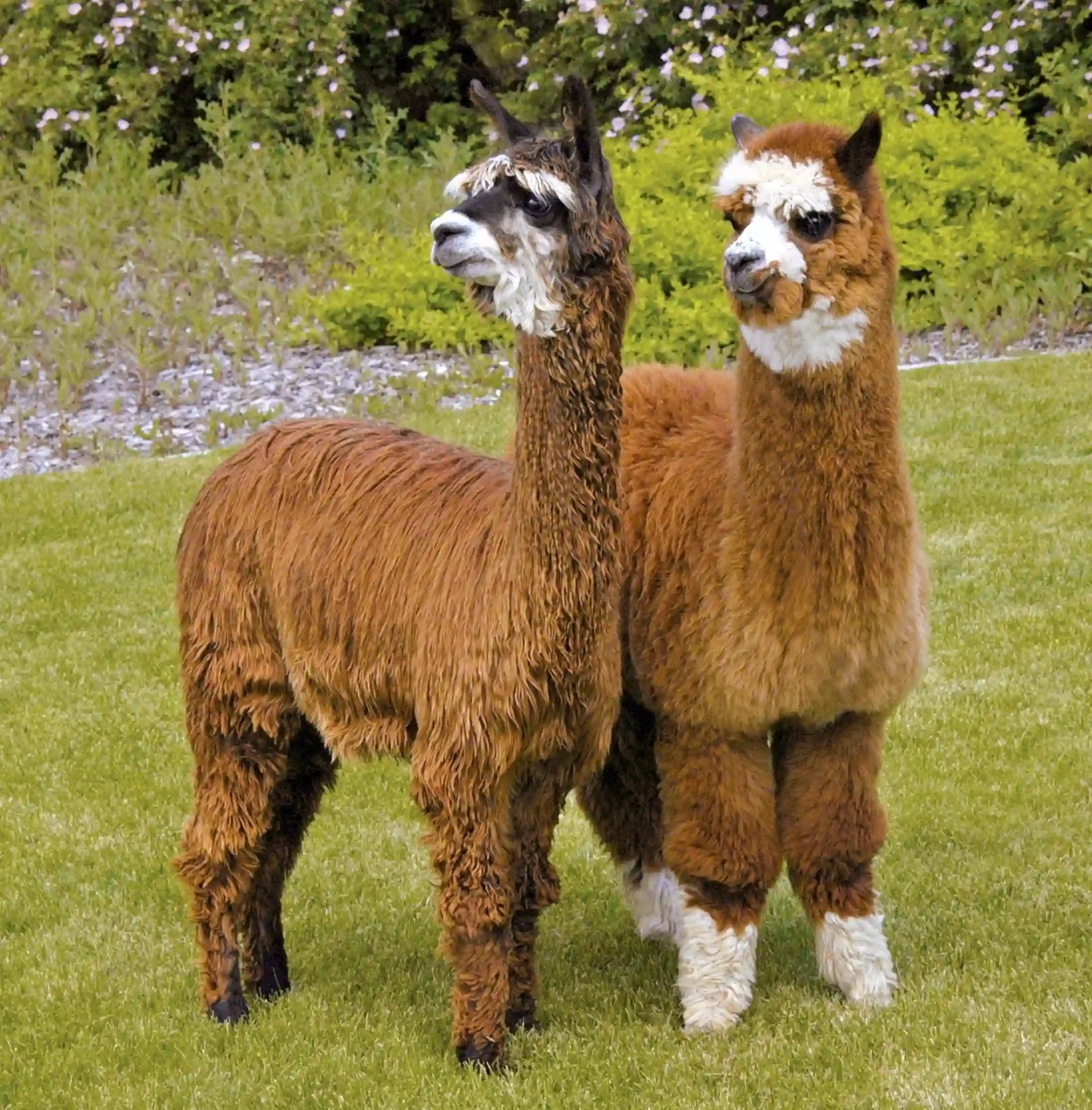 image 4 for: The Alpaca Race 3 varv