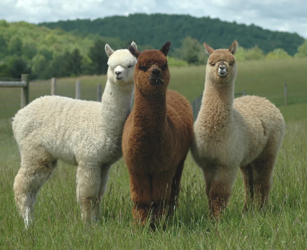 image 5 for: The Alpaca Race 3 varv